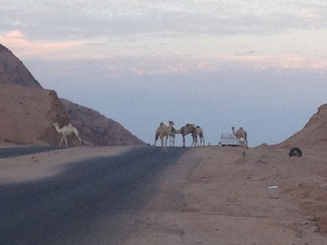 Camels Dahab
