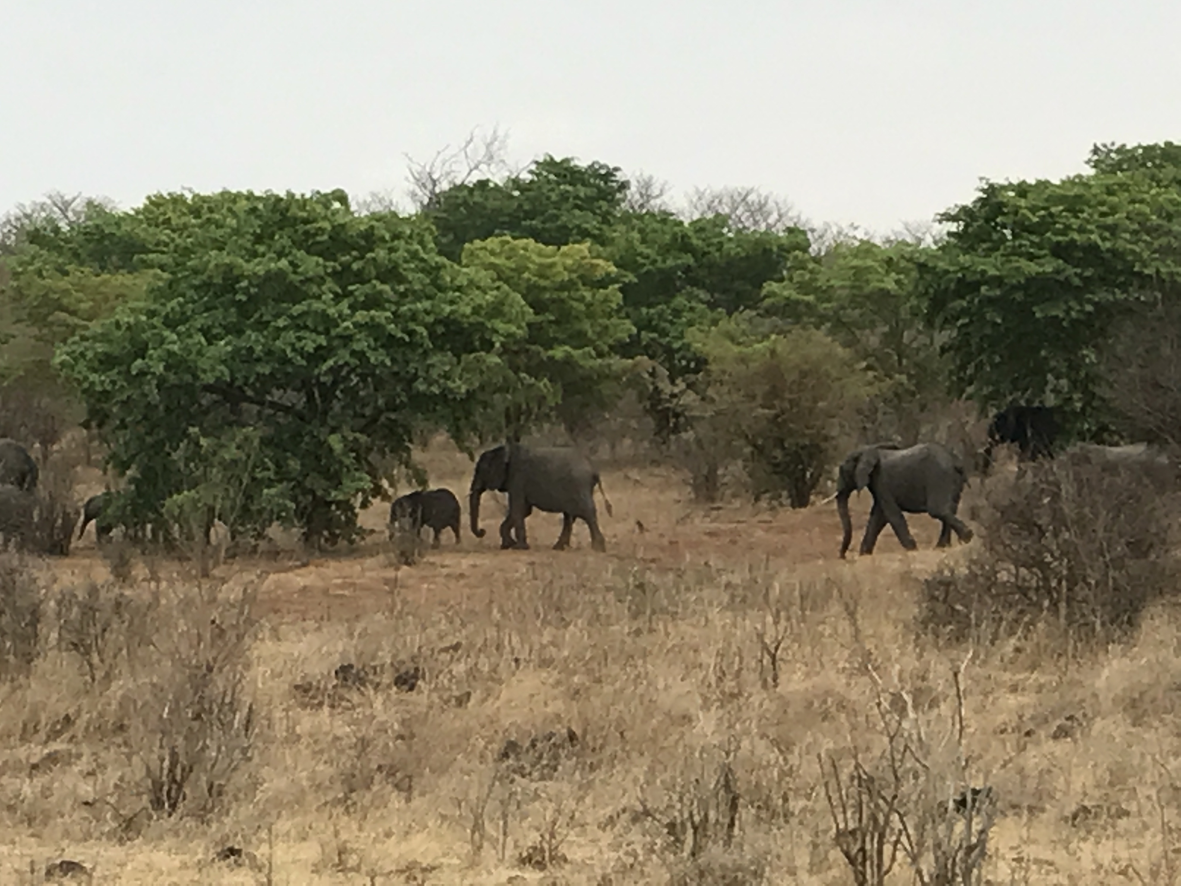 Elephants