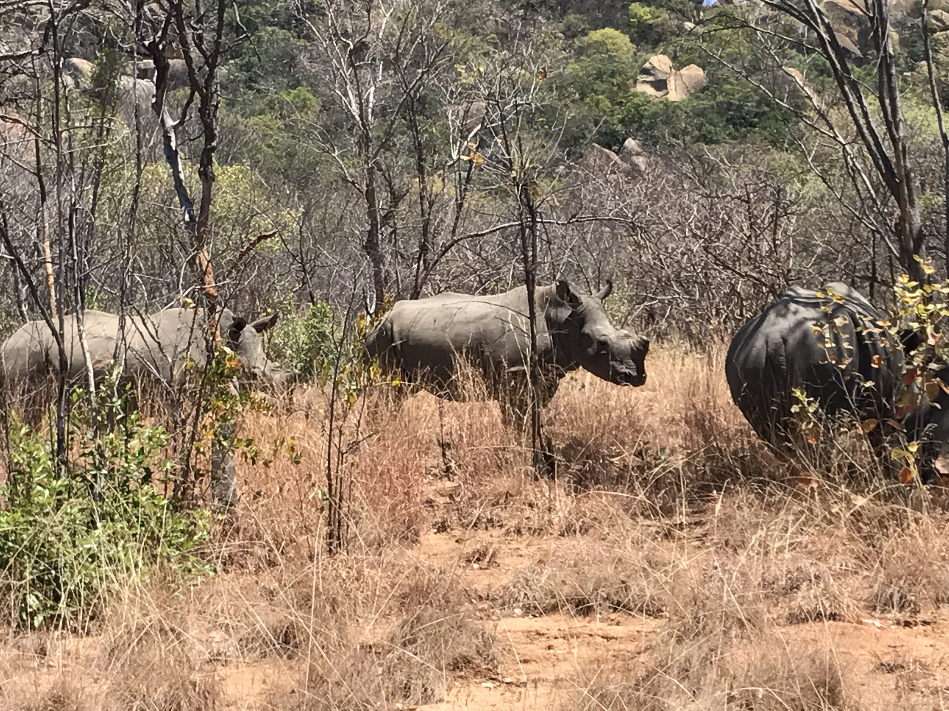 Rhinos